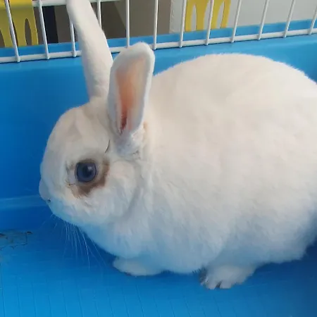 Szent Laszlo アパート *