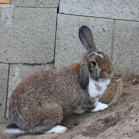 Szent Laszlo アパート *