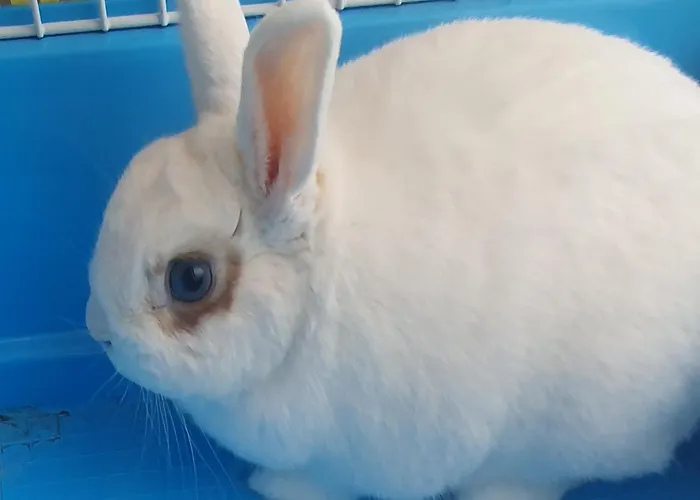 Szent Laszlo Lägenhet *