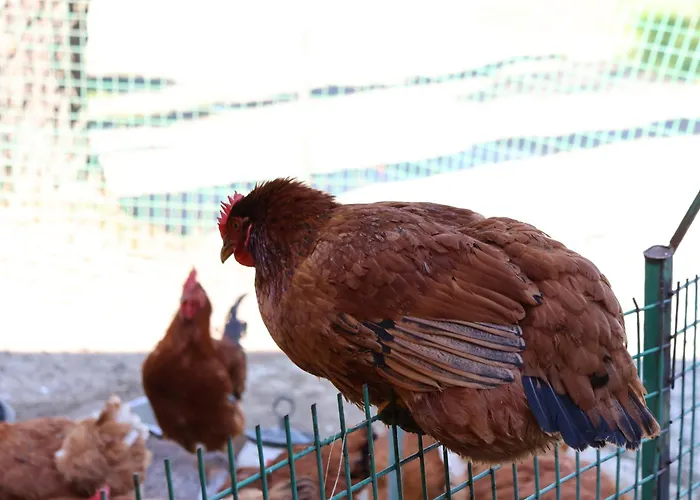 Szent Laszlo Lägenhet